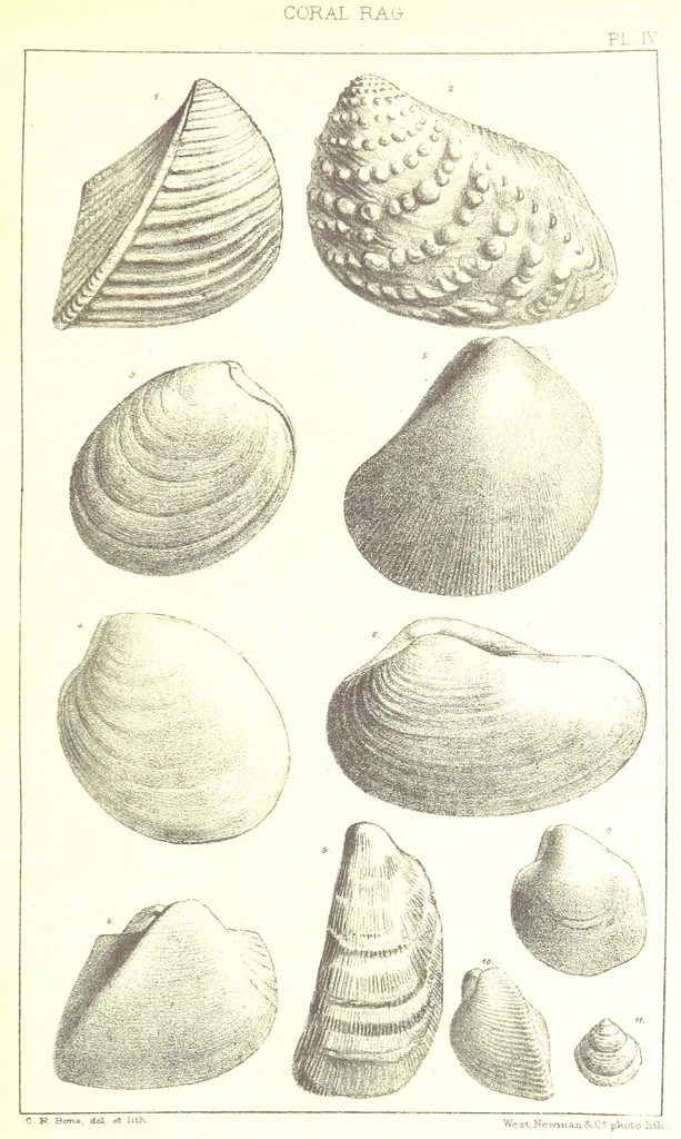 An illustration from A Supplement to the Geology of Weymouth and the Isle of Portland ... New and enlarged edition. Consisting of twenty lithographic plates of fossils, 1888, leaf 23