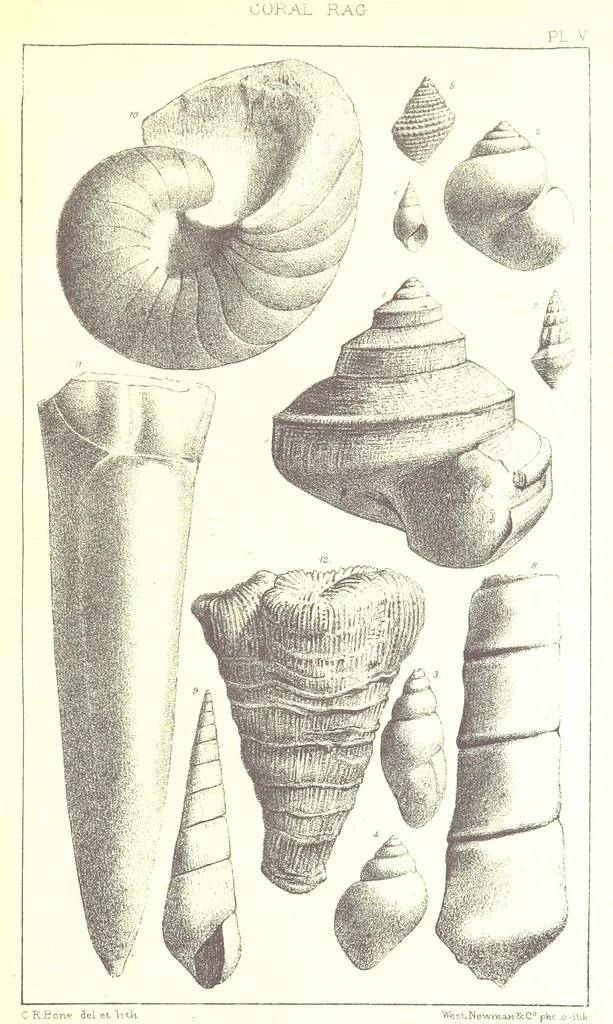 An illustration from A Supplement to the Geology of Weymouth and the Isle of Portland ... New and enlarged edition. Consisting of twenty lithographic plates of fossils, 1888, leaf 27