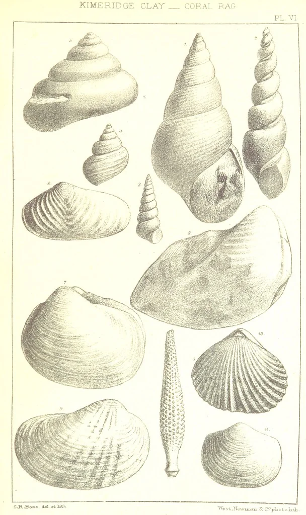 An illustration from A Supplement to the Geology of Weymouth and the Isle of Portland ... New and enlarged edition. Consisting of twenty lithographic plates of fossils, 1888, leaf 31