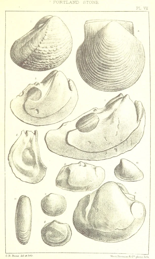 An illustration from A Supplement to the Geology of Weymouth and the Isle of Portland ... New and enlarged edition. Consisting of twenty lithographic plates of fossils, 1888, leaf 35