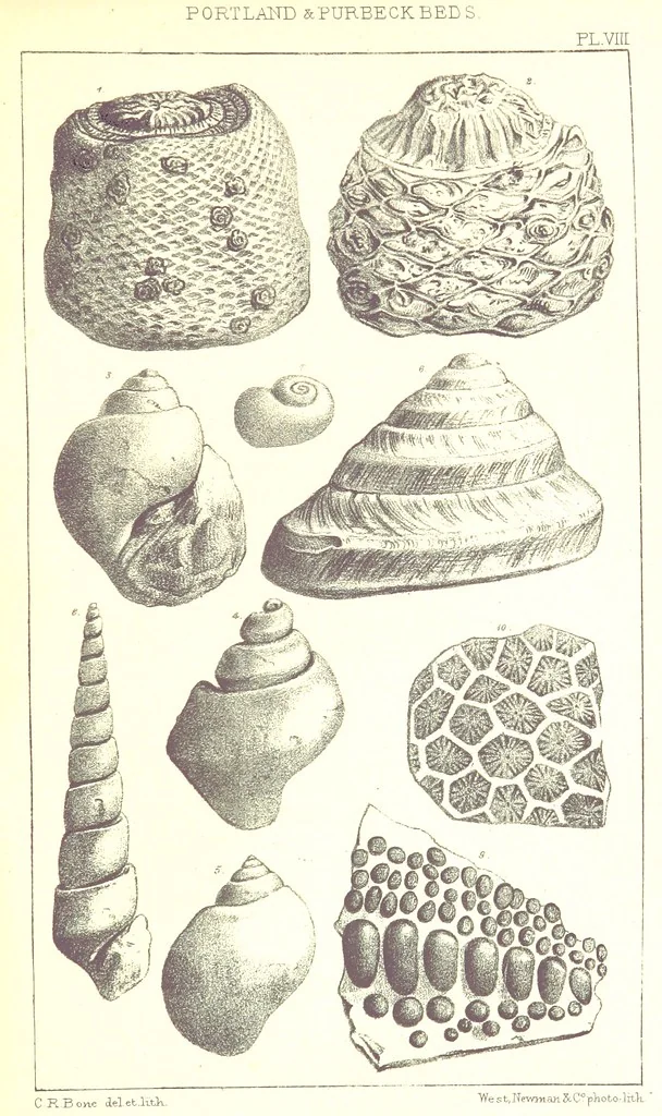 An illustration from A Supplement to the Geology of Weymouth and the Isle of Portland ... New and enlarged edition. Consisting of twenty lithographic plates of fossils, 1888, leaf 39