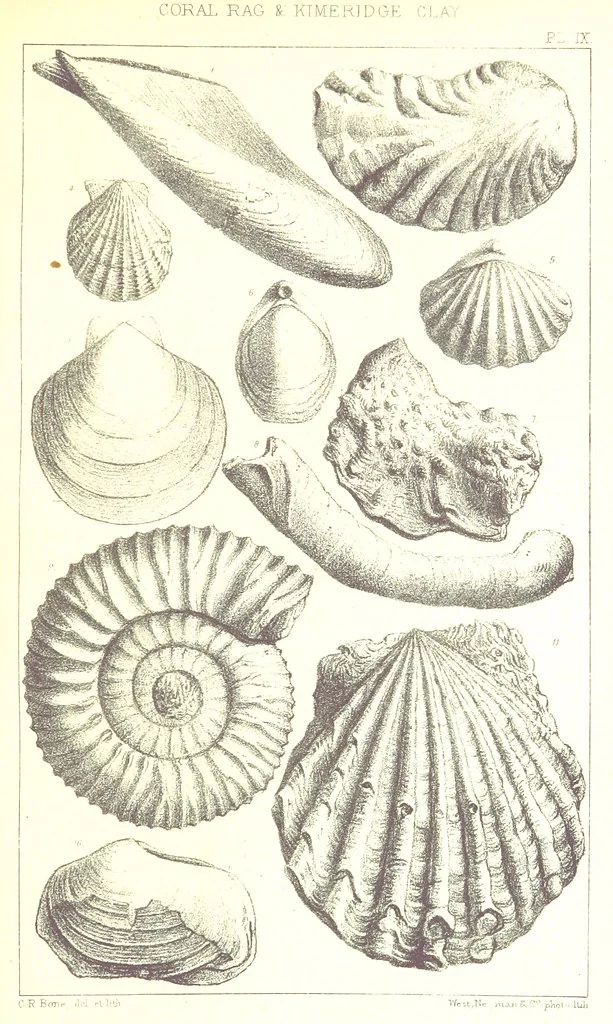 An illustration from A Supplement to the Geology of Weymouth and the Isle of Portland ... New and enlarged edition. Consisting of twenty lithographic plates of fossils, 1888, leaf 43