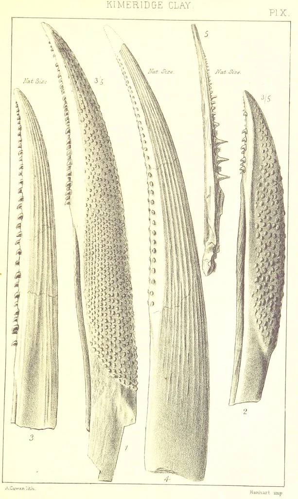 An illustration from A Supplement to the Geology of Weymouth and the Isle of Portland ... New and enlarged edition. Consisting of twenty lithographic plates of fossils, 1888, leaf 47