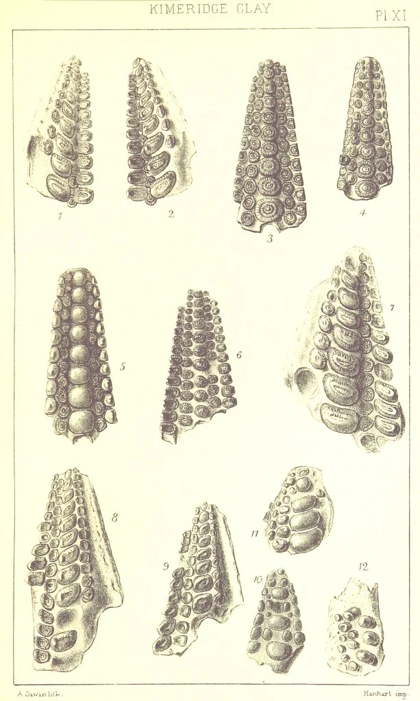 An illustration from A Supplement to the Geology of Weymouth and the Isle of Portland ... New and enlarged edition. Consisting of twenty lithographic plates of fossils, 1888, leaf 51