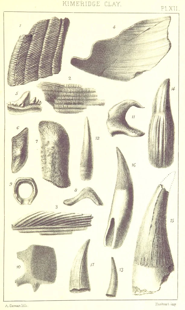 An illustration from A Supplement to the Geology of Weymouth and the Isle of Portland ... New and enlarged edition. Consisting of twenty lithographic plates of fossils, 1888, leaf 55