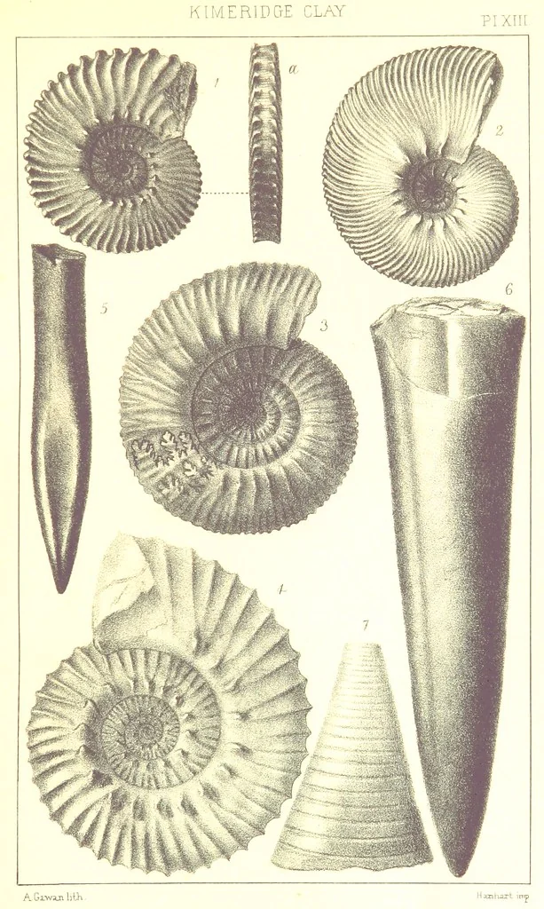 An illustration from A Supplement to the Geology of Weymouth and the Isle of Portland ... New and enlarged edition. Consisting of twenty lithographic plates of fossils, 1888, leaf 59