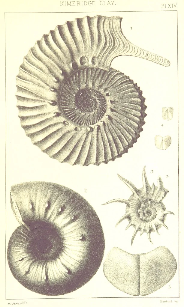 An illustration from A Supplement to the Geology of Weymouth and the Isle of Portland ... New and enlarged edition. Consisting of twenty lithographic plates of fossils, 1888, leaf 63