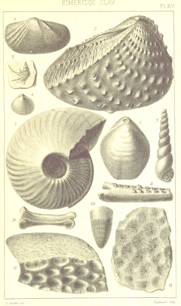 An illustration from A Supplement to the Geology of Weymouth and the Isle of Portland ... New and enlarged edition. Consisting of twenty lithographic plates of fossils, 1888, leaf 67