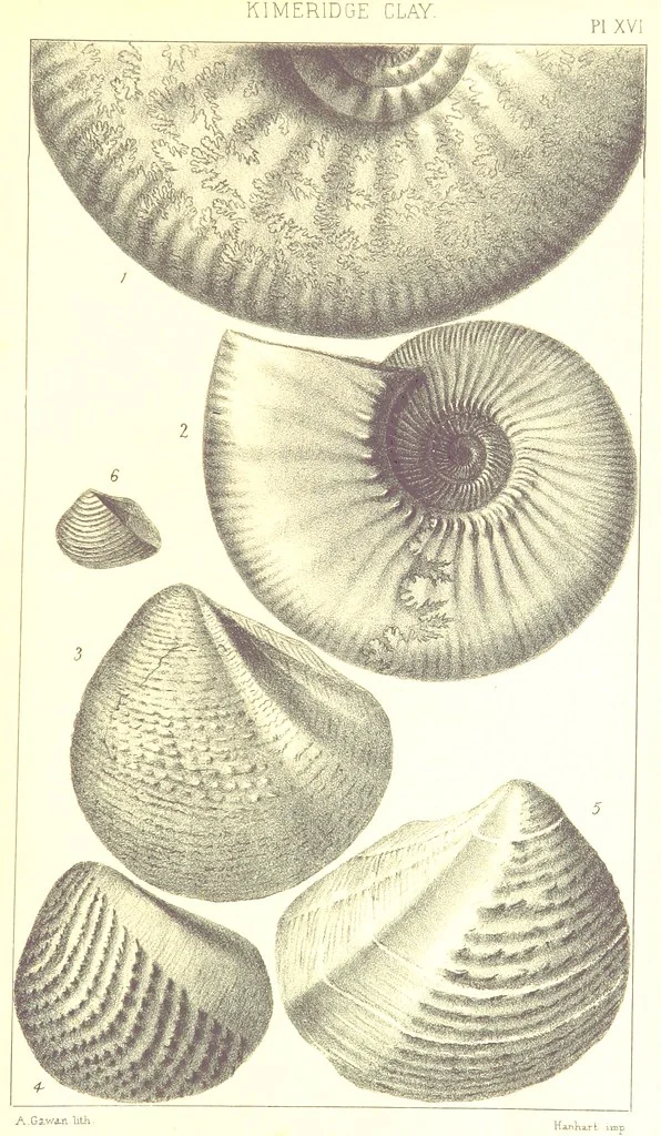 An illustration from A Supplement to the Geology of Weymouth and the Isle of Portland ... New and enlarged edition. Consisting of twenty lithographic plates of fossils, 1888, leaf 71
