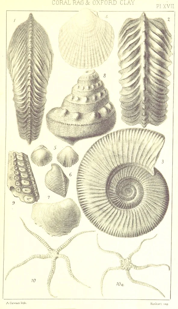 An illustration from A Supplement to the Geology of Weymouth and the Isle of Portland ... New and enlarged edition. Consisting of twenty lithographic plates of fossils, 1888, leaf 75