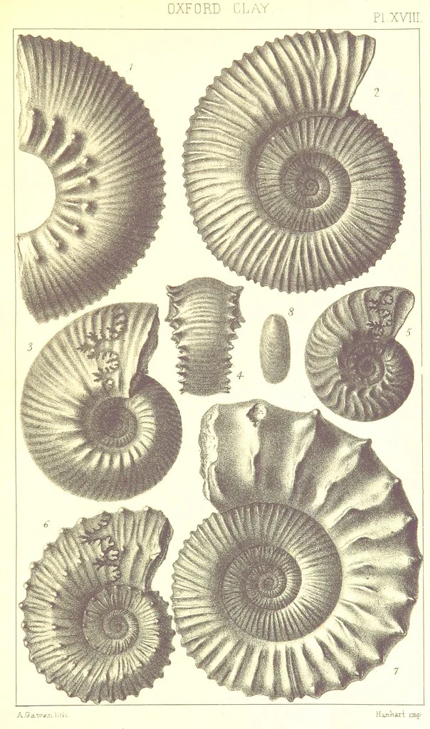 An illustration from A Supplement to the Geology of Weymouth and the Isle of Portland ... New and enlarged edition. Consisting of twenty lithographic plates of fossils, 1888, leaf 79