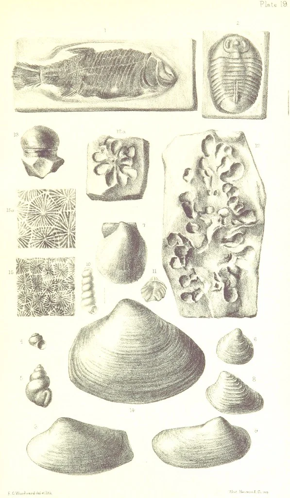 An illustration from A Supplement to the Geology of Weymouth and the Isle of Portland ... New and enlarged edition. Consisting of twenty lithographic plates of fossils, 1888, leaf 83