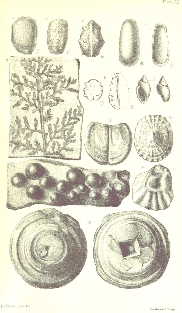 An illustration from A Supplement to the Geology of Weymouth and the Isle of Portland ... New and enlarged edition. Consisting of twenty lithographic plates of fossils, 1888, leaf 87