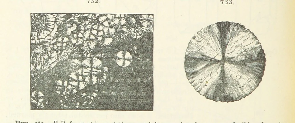 An illustration from A Text-Book of Mineralogy. With an extended treatise on crystallography and physical mineralogy ... on the plan and with the co-operation of ... James D. Dana ... With ... woodcuts ... Newly revised and enlarged. 17th edition, etc, 1898, leaf 390