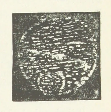 An illustration from A Text-Book of Mineralogy. With an extended treatise on crystallography and physical mineralogy ... on the plan and with the co-operation of ... James D. Dana ... With ... woodcuts ... Newly revised and enlarged. 17th edition, etc, 1898, leaf 439