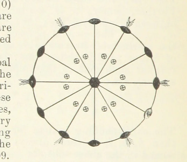 An illustration from A Text-Book of Mineralogy. With an extended treatise on crystallography and physical mineralogy ... on the plan and with the co-operation of ... James D. Dana ... With ... woodcuts ... Newly revised and enlarged. 17th edition, etc, 1898, leaf 84