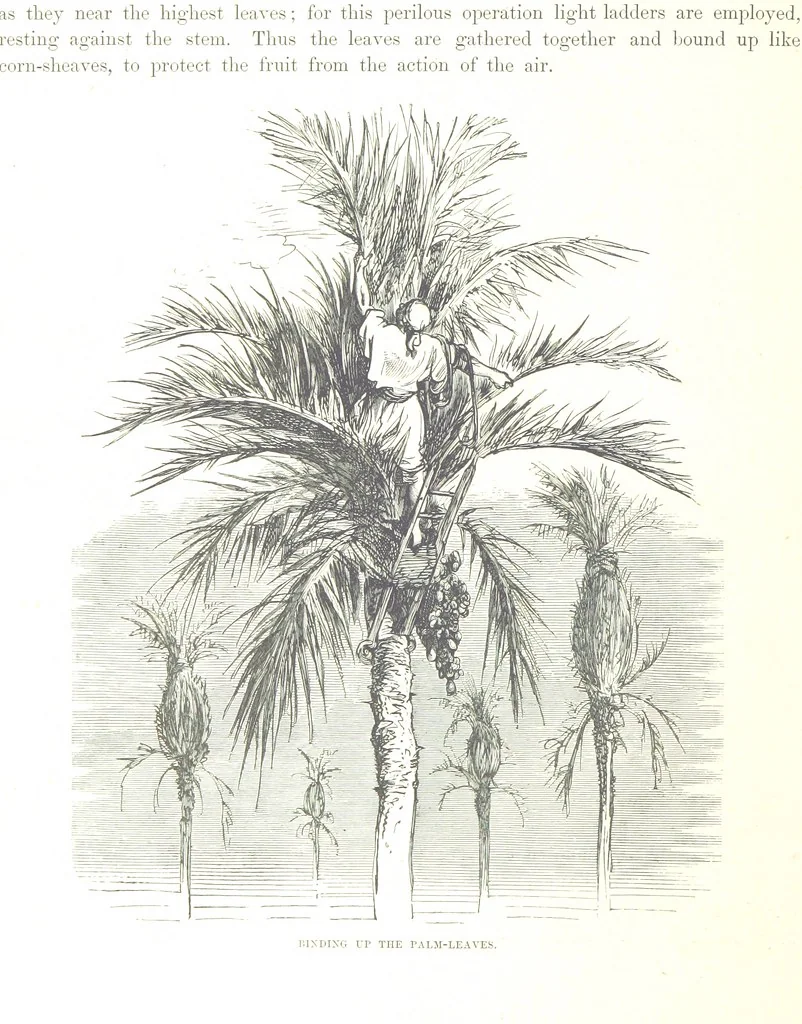 An illustration from Spain ... Illustrated by Gustave Doré. Translated by J. Thomson, 1876, leaf 118