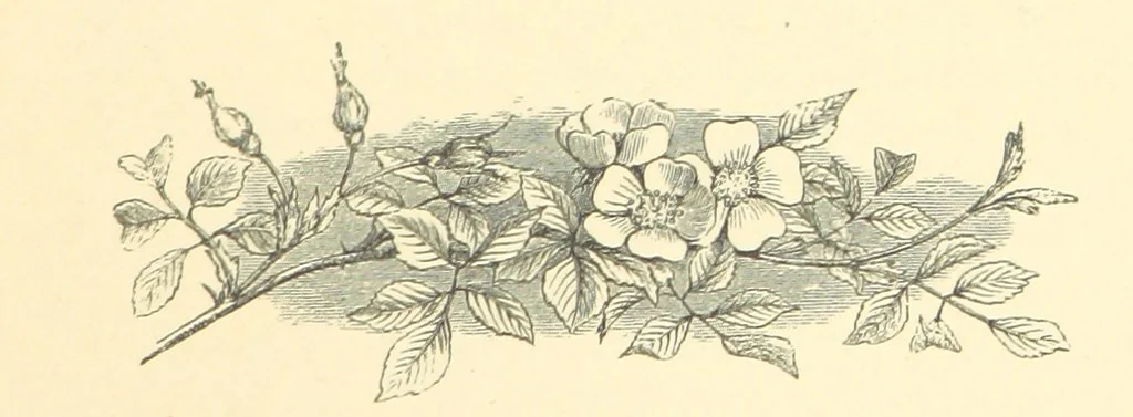 An illustration from Dawn to Daylight: or, Gleams from the poets of twelve centuries. With above two hundred illustrations, 1874, leaf 119