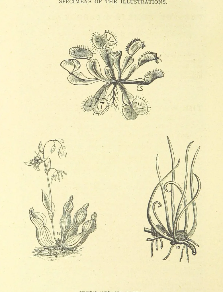 An illustration from The Adventures of Robinson Crusoe ... Newly edited after the original editions. With twenty illustrations by Kauffman. [Parts 1 and 2, abridged. With an introduction signed: S. R. B, 1884, leaf 396
