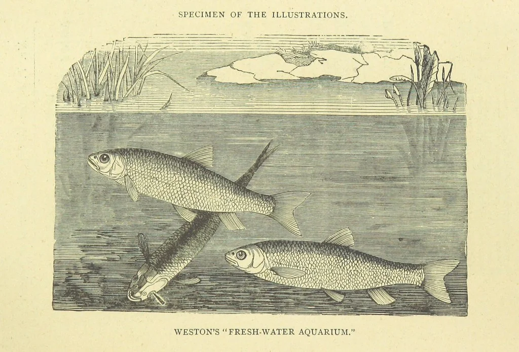 An illustration from The Adventures of Robinson Crusoe ... Newly edited after the original editions. With twenty illustrations by Kauffman. [Parts 1 and 2, abridged. With an introduction signed: S. R. B, 1884, leaf 411