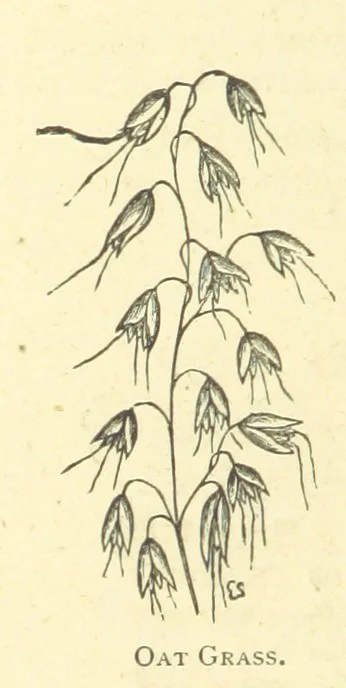 An illustration from The Adventures of Robinson Crusoe ... Newly edited after the original editions. With twenty illustrations by Kauffman. [Parts 1 and 2, abridged. With an introduction signed: S. R. B, 1884, leaf 414