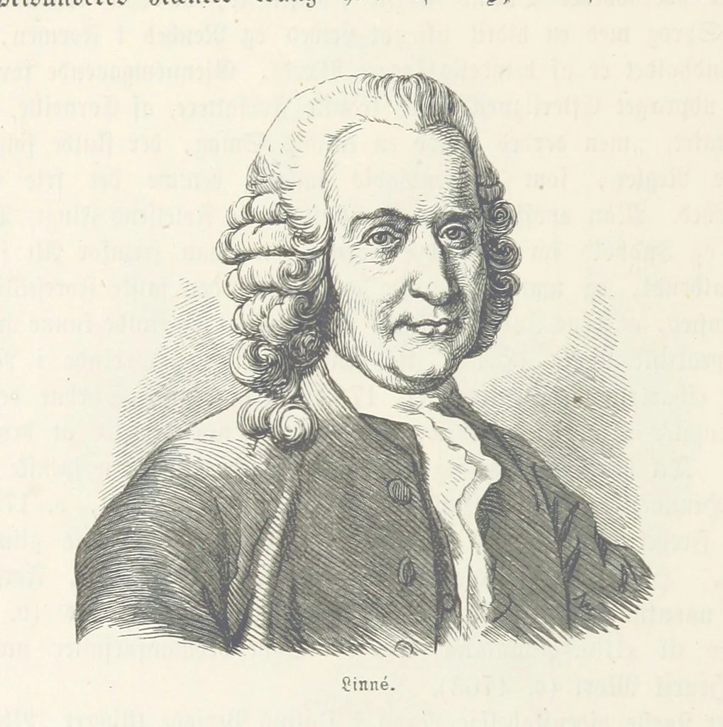 An illustration from Danmarks, Norges og Sverigs Historie, populært fremstillet efter de bedste trykte Kilder [by N. Bache] ... Med 253 Illustrationer i Træsnit, 1867, leaf 600