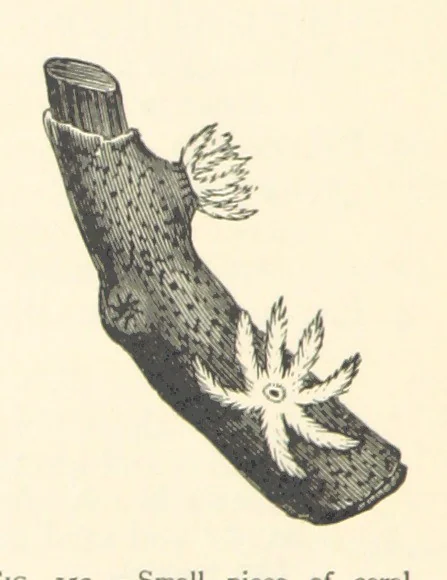 An illustration from Object Lessons in Geography for Standards I. II. & III, 1899, leaf 168
