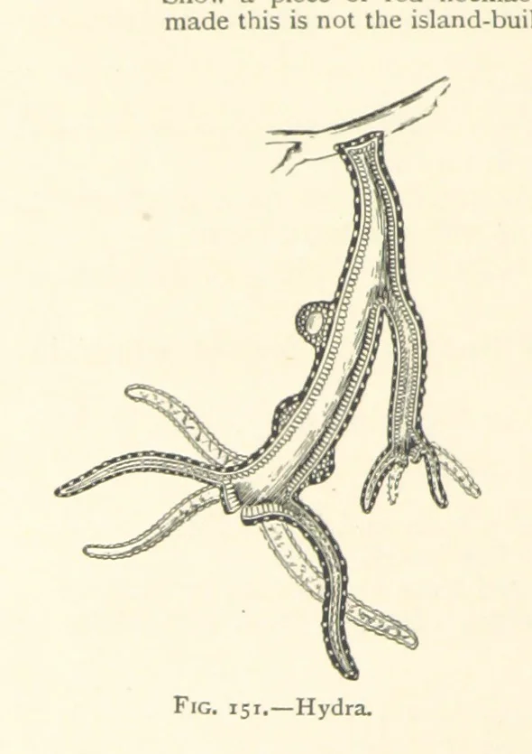 An illustration from Object Lessons in Geography for Standards I. II. & III, 1899, leaf 168
