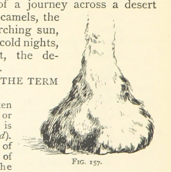 An illustration from Object Lessons in Geography for Standards I. II. & III, 1899, leaf 172