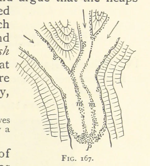 An illustration from Object Lessons in Geography for Standards I. II. & III, 1899, leaf 181