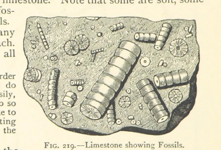 An illustration from Object Lessons in Geography for Standards I. II. & III, 1899, leaf 242