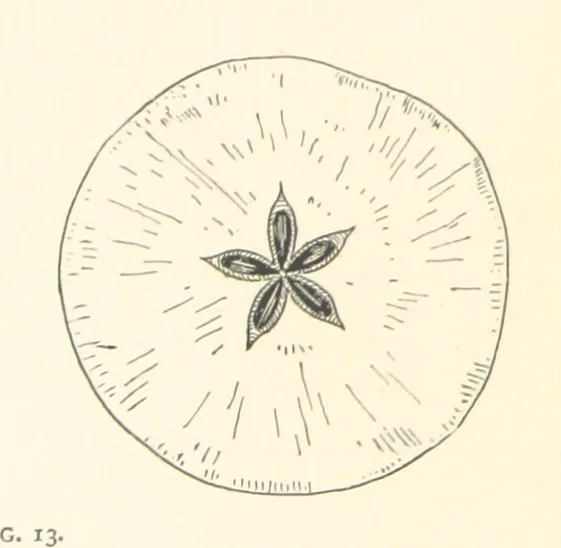 An illustration from Object Lessons in Geography for Standards I. II. & III, 1899, leaf 28