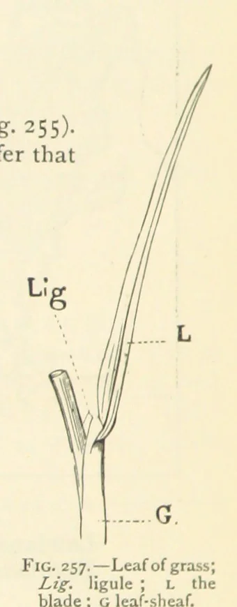 An illustration from Object Lessons in Geography for Standards I. II. & III, 1899, leaf 288