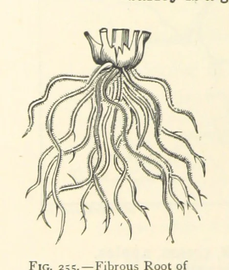 An illustration from Object Lessons in Geography for Standards I. II. & III, 1899, leaf 288