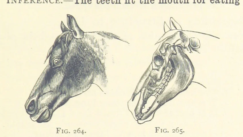 An illustration from Object Lessons in Geography for Standards I. II. & III, 1899, leaf 295
