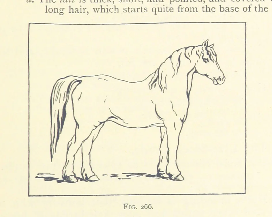 An illustration from Object Lessons in Geography for Standards I. II. & III, 1899, leaf 295