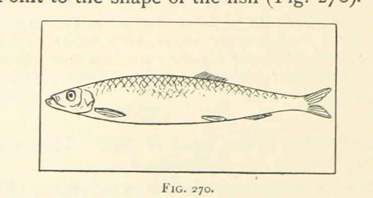 An illustration from Object Lessons in Geography for Standards I. II. & III, 1899, leaf 300