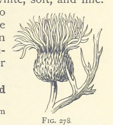 An illustration from Object Lessons in Geography for Standards I. II. & III, 1899, leaf 307
