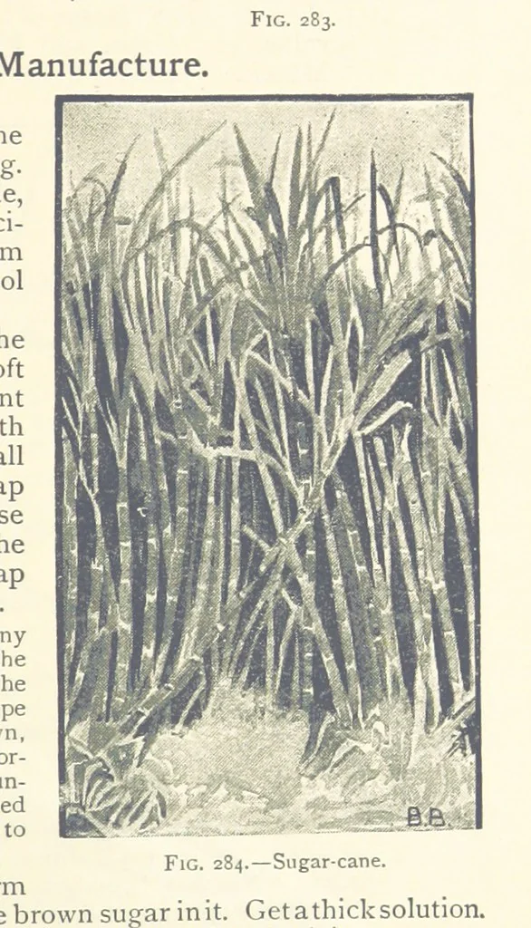 An illustration from Object Lessons in Geography for Standards I. II. & III, 1899, leaf 319