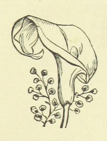 An illustration from Her Majesty's Tower. ... Seventh edition, etc, 1885, leaf 25
