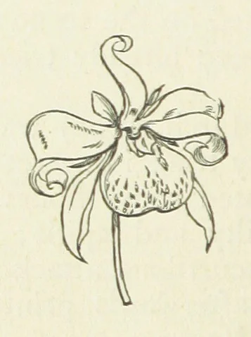 An illustration from Her Majesty's Tower. ... Seventh edition, etc, 1885, leaf 444