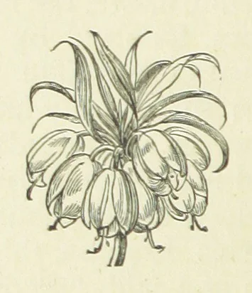 An illustration from Her Majesty's Tower. ... Seventh edition, etc, 1885, leaf 482