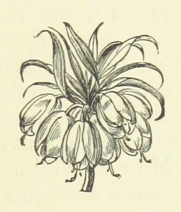 An illustration from Her Majesty's Tower. ... Seventh edition, etc, 1885, leaf 21
