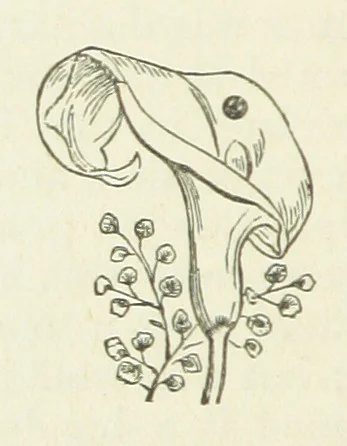 An illustration from Her Majesty's Tower. ... Seventh edition, etc, 1885, leaf 446