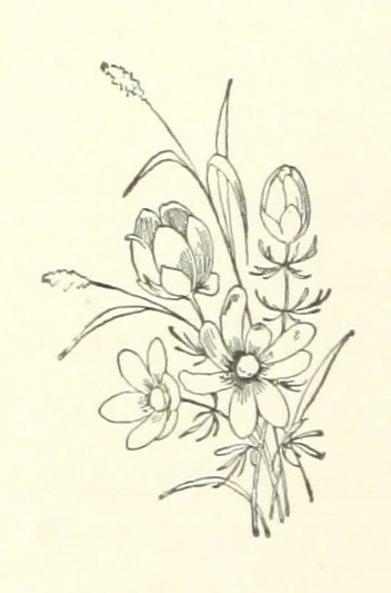 An illustration from Don. By the author of “Laddie” [i.e. Evelyn Whitaker], etc, 1895, leaf 104