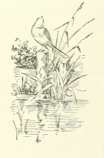 An illustration from Don. By the author of “Laddie” [i.e. Evelyn Whitaker], etc, 1895, leaf 118