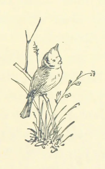 An illustration from Don. By the author of “Laddie” [i.e. Evelyn Whitaker], etc, 1895, leaf 137