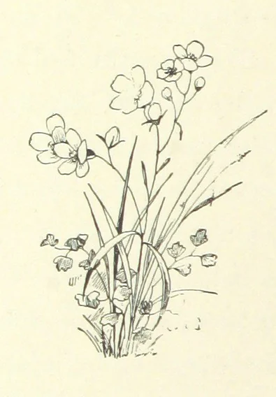 An illustration from Don. By the author of “Laddie” [i.e. Evelyn Whitaker], etc, 1895, leaf 340