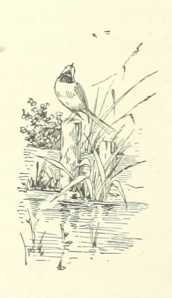 An illustration from Don. By the author of “Laddie” [i.e. Evelyn Whitaker], etc, 1895, leaf 376