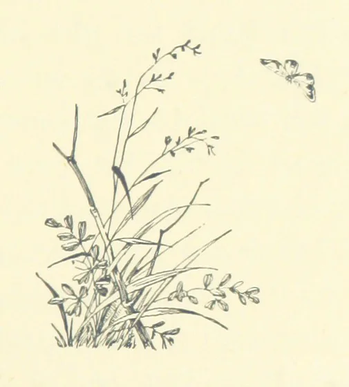 An illustration from Don. By the author of “Laddie” [i.e. Evelyn Whitaker], etc, 1895, leaf 49